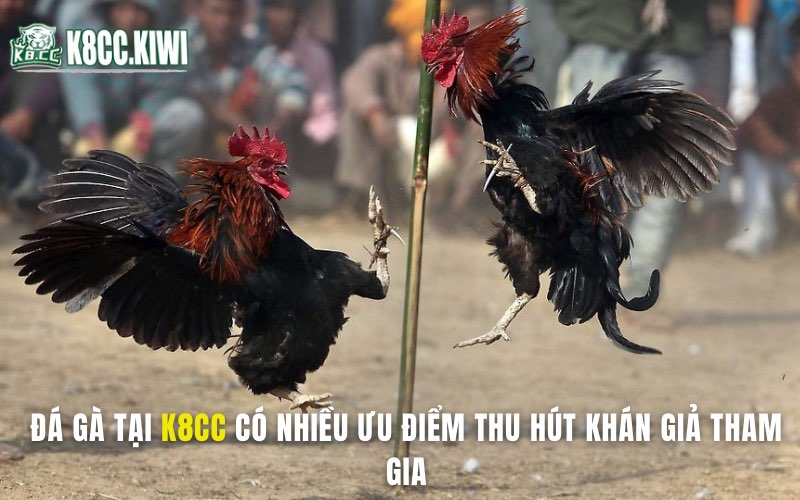 Đá gà tại K8CC có nhiều ưu điểm thu hút khán giả tham gia